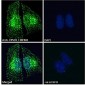 Goat Anti-VPS35 / MEM3 Antibody