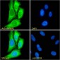 Goat Anti-RANBP1 Antibody