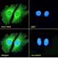 Goat Anti-VAV3 Antibody