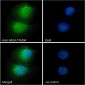 Goat Anti-PAD4 / PADI4 Antibody