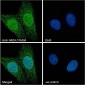 Goat Anti-PAD4 / PADI4 Antibody