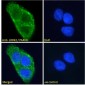 Goat Anti-LRRK2 / PARK8 (near C Terminus) Antibody