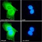 Goat Anti-CD274 / PD-L1 Antibody