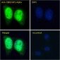 Goat Anti-CBX5 / HP1-Alpha Antibody