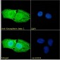 Goat Anti-Karyopherin (importin) beta 1 Antibody