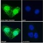 Goat Anti-TIM3 / HAVCR2 Antibody