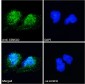 Goat Anti-Casein Kinase 1, delta Antibody