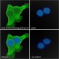 Goat Anti-Silver homologue / Pmel 17 Antibody