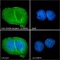 Goat Anti-NMDA receptor 1 / GRIN1 Antibody