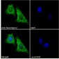 Goat Anti-Neuroligin 2 Antibody