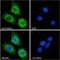 Goat Anti-P4HA1 Antibody