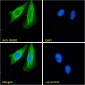 Goat Anti-WISP1 Antibody