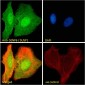 Goat Anti-SENP6 / SUSP1 Antibody