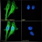 Goat Anti-MRP8 / ABCC11 Antibody