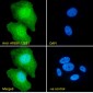 Goat Anti-AREB6 / ZEB1 Antibody