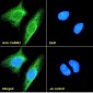 Goat Anti-CAMK2A Antibody