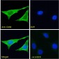 Goat Anti-Calnexin Antibody