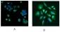 Goat Anti-PARK7 / DJ-1 Antibody