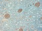 Goat Anti-NQO1 Antibody