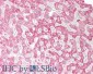 Goat Anti-ORP5 (OBPH1) Antibody