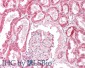 Goat Anti-ORP5 (OBPH1) Antibody