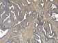 Goat Anti-VPS35 / MEM3 Antibody