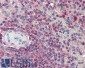 Goat Anti-Karyopherin (importin) beta 1 Antibody