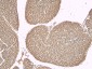 Goat Anti-ADRB1 Antibody