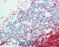 Goat Anti-GCH1 Antibody