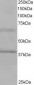 Goat Anti-BPOZ / ABTB1 Antibody