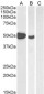 Goat Anti-FOXP3 / SCURFIN Antibody