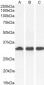 Goat Anti-NQO1 Antibody