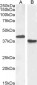 Goat Anti-PAX5 / BSAP Antibody