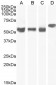 Goat Anti-KPNA4 / IPOA3 Antibody