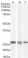 Goat Anti-RANBP1 Antibody