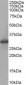 Goat Anti-FHL1 / SLIM1 Antibody