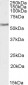 Goat Anti-VMAT2 / SLC18A2 Antibody