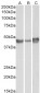 Goat Anti-PAI1 / SERPINE1 Antibody