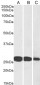 Goat Anti-SNAP25 Antibody