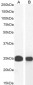 Goat Anti-CBX5 / HP1-Alpha Antibody