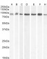 Goat Anti-Karyopherin (importin) beta 1 Antibody