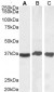 Goat Anti-GAPDH (Internal) Antibody