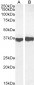 Goat Anti-GAPDH (Internal) Antibody