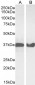 Goat Anti-GAPDH (Internal) Antibody