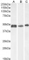 Goat Anti-GFAP Antibody