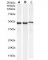 Goat Anti-GFAP Antibody