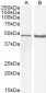 Goat Anti-GFAP Antibody