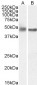 Goat Anti-GFAP Antibody