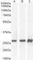 Goat Anti-PAX6 (internal) Antibody