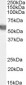 Goat Anti-G6PD (aa 308 - 320) Antibody